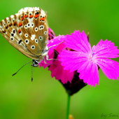Motyl