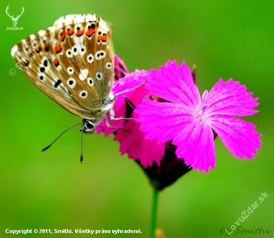 Motyl