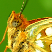 Motyl