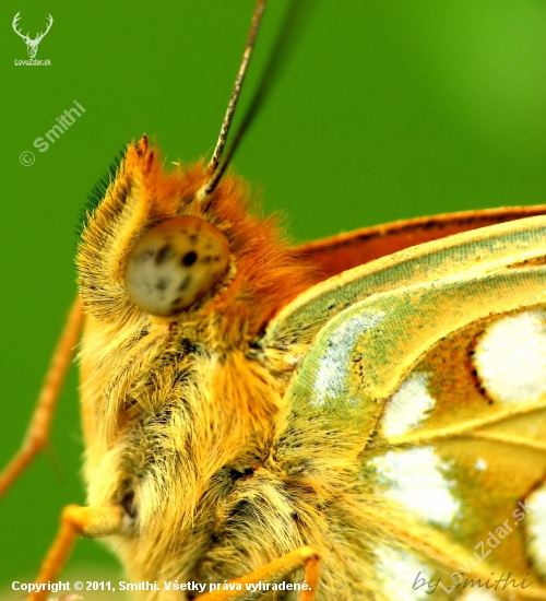 Motyl