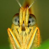 Motyl