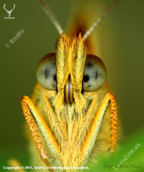 Motyl
