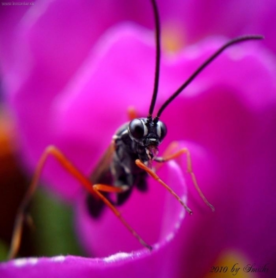 Fotene mobilom cez cocku