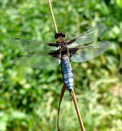 Vážka ploská /Libellula depressa Linné, 1758