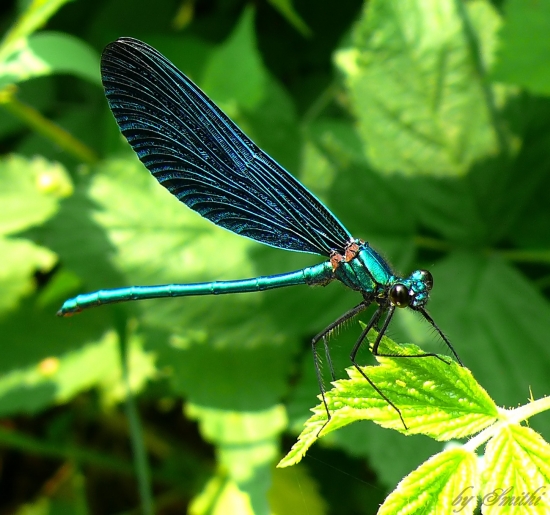 Calopteryx virgo