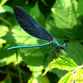 Calopteryx virgo