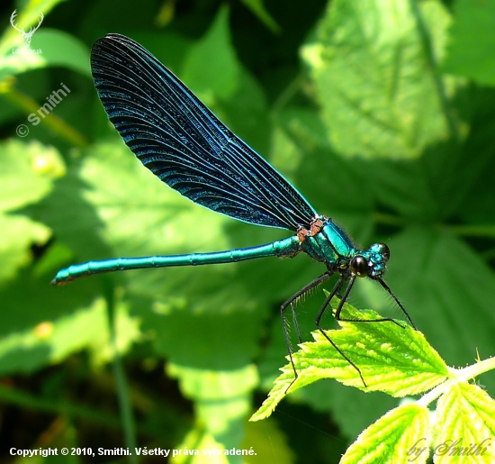 Calopteryx virgo