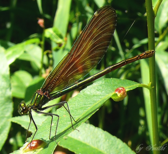 Calopteryx splendens