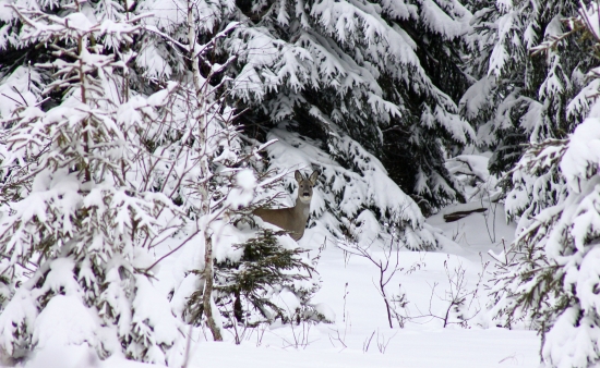 Kontrola okolia z bezpečia :)
