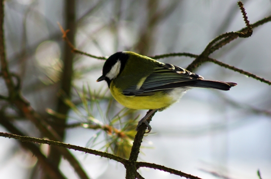 Parus major