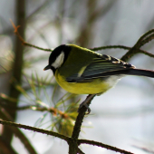 Parus major