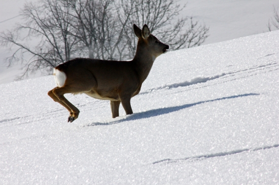 ej ale je hlboký ten sneh