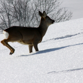 ej ale je hlboký ten sneh
