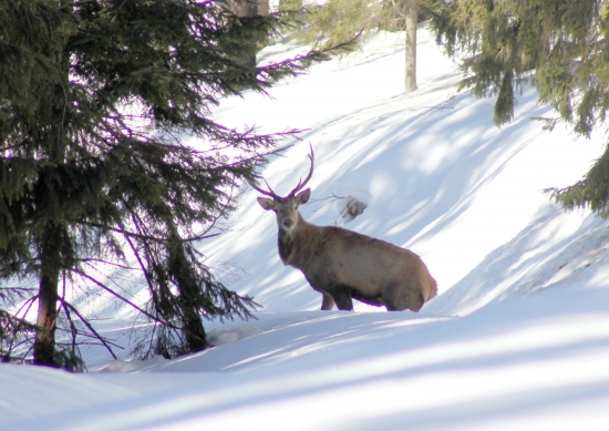 kráľ lesa ešte nezhodil