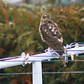 krahulec po útoku na vrabce