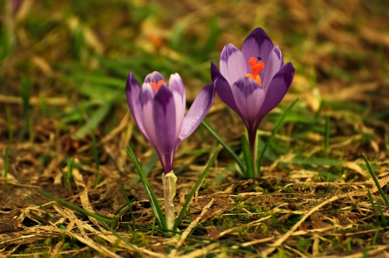 Šafran spišský- Crocus discolor