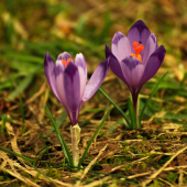Šafran spišský- Crocus discolor