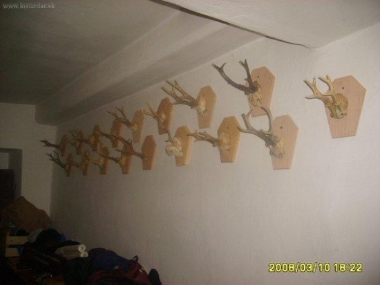 srnči trofeje uhyny foto 2 za cca 10let