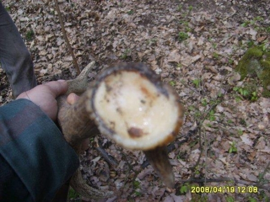 kamaraduv lonsky raritka