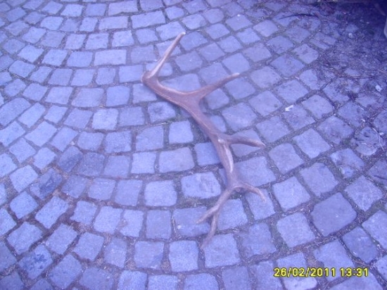 1 zhoz 2011 16sterak foto č3