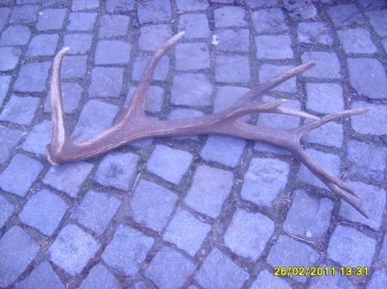 1 zhoz 2011 16sterak foto č4