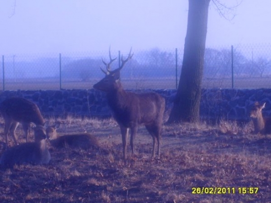sika2