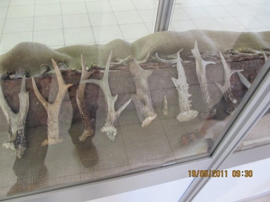 lysa zhozy srnči 2foto