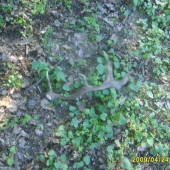 zhoz č 6 duben 2009