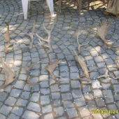zhozy od čtvrtka 23.4.od 17 do 24,4 2009 do 15 hod