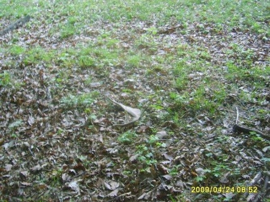 zhoz č 8 duben 2009