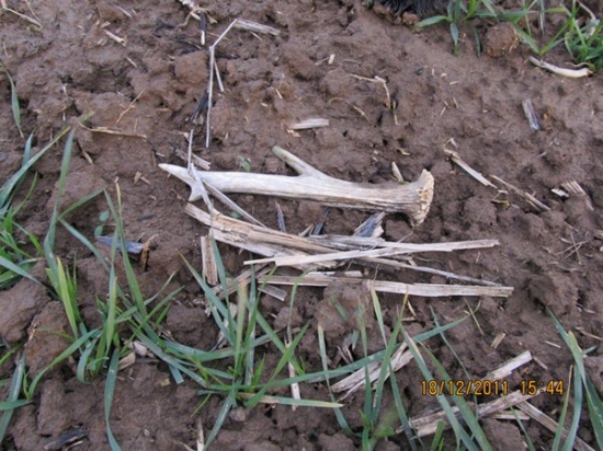 začatek sezony foto č4srnči