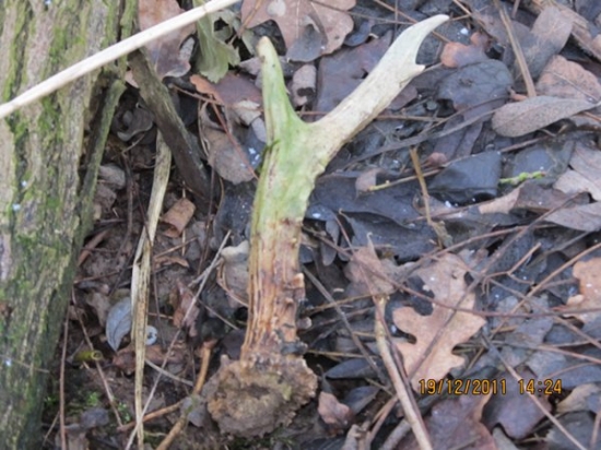 2 zhoz srnči 2011-2012 f.č 2