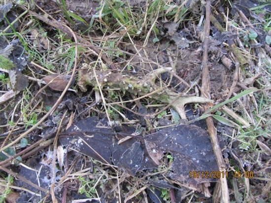 3 zhoz srnči 2011-2012