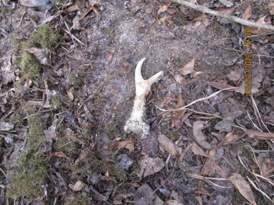 dalši přirustek2foto