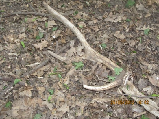 jeleni zhoz č.2 maj 2012