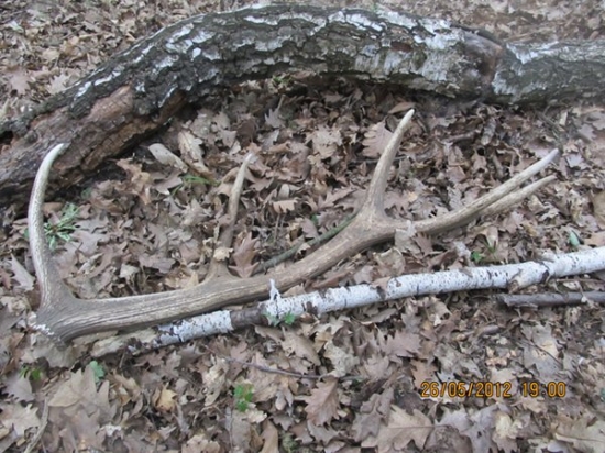 jeleni zhoz č.3 maj 2012