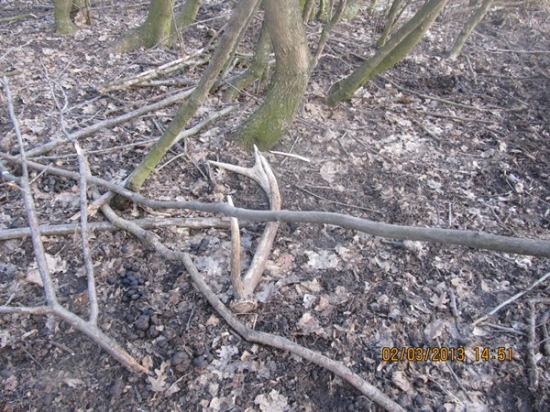 zhoz.č1.2013 ale lonsky