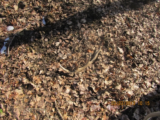 zhoz.č3 .2013 ale lonsky