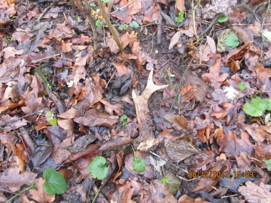 srnči zhoz.č1.2013