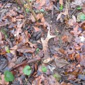 srnči zhoz.č1.2013