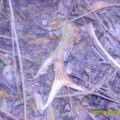 dnešni ale ne čerstvy 1