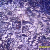 sezona 2010 kamošuf danči zhoz stary