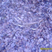 5 zhozsezona2010,3čerstvi