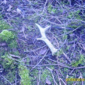 dnešni srnči 1 ne čerstvy