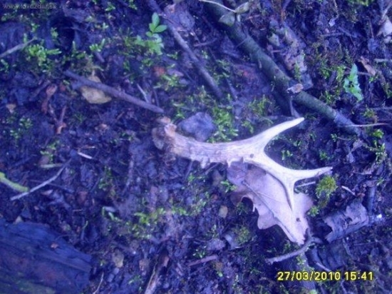 dnešni srnči 2čersvy