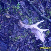 dnešni srnči 2čersvy