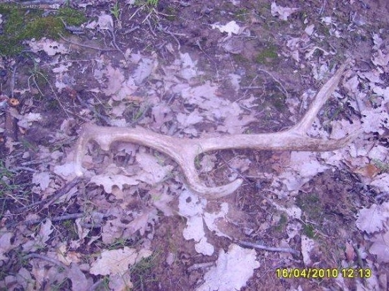 1 jeleni zhoz duben2010