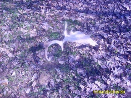 1 danči zhoz duben 2010