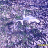 1 danči zhoz duben 2010