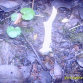 muj 2 letos ne čerstvi